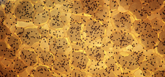 Brass microstructure Brass microstructure